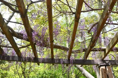 Wisteria Sarmaşığı manzarası. Nisan 'dan Mayıs' a kadar, yukarıdan çiçek açan salkımlar o kadar fantastiktir ki Japonya 'da yazın ilk zamanlarının sembolüdür..