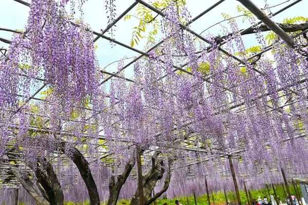 View Wisteria Trellis April May Wisteria Flowers Bloom Overhead Fantastic — Stock Photo, Image