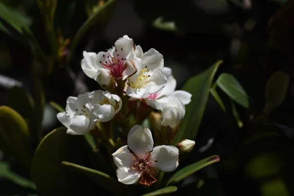Fiori Biancospino Indiano Rhaphiolepis Indica Rosaceae Arbusto Sempreverde Fioriture Marzo — Foto Stock