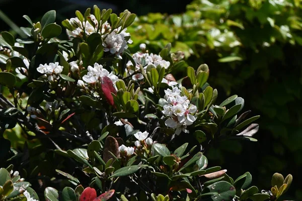 Indiase Meidoorn Rhaphiolepis Indica Bloemen Rosaceae Groenblijvende Struik Bloeit Van — Stockfoto