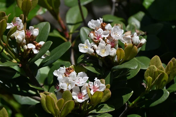Kwiatów Głogu Indyjskiego Rhaphiolepis Indica Rosaceae Wiecznie Zielony Krzew Kwitnie — Zdjęcie stockowe