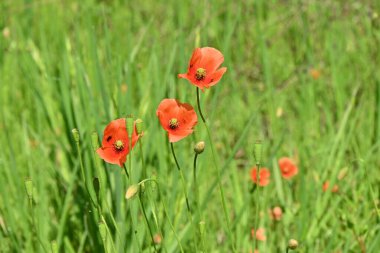 Uzun başlı gelincik (Papaver dubium) çiçekleri. Papaveraceae yıllık bitkileri. Nisan 'dan Mayıs' a kadar açar.