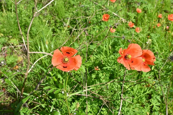 stock image Long-headed poppy ( Papaver dubium ) flowers. Papaveraceae annual plants. Blooms from April to May.