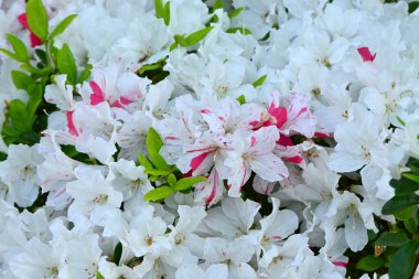 Azalea (Rhododendron) çiçekleri. Ericaceae yarı yapraklı bitkiler. Çiçek mevsimi Nisan 'dan Mayıs' a kadardır..