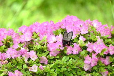 Azalea (Rhododendron) çiçekleri. Ericaceae yarı yapraklı bitkiler. Çiçek mevsimi Nisan 'dan Mayıs' a kadardır..