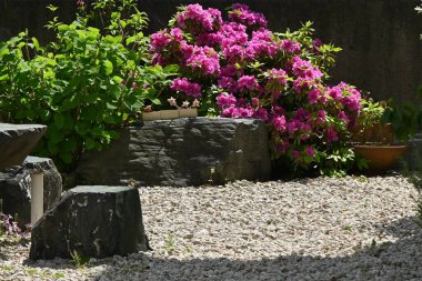 Azalea (Rhododendron) çiçekleri. Ericaceae yarı yapraklı bitkiler. Çiçek mevsimi Nisan 'dan Mayıs' a kadardır..