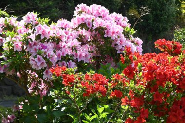 Azalea (Rhododendron) çiçekleri. Ericaceae yarı yapraklı bitkiler. Çiçek mevsimi Nisan 'dan Mayıs' a kadardır..