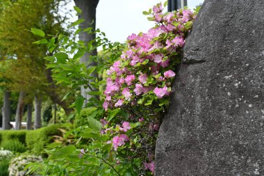 Azalea (Rhododendron) çiçekleri. Ericaceae yarı yapraklı bitkiler. Çiçek mevsimi Nisan 'dan Mayıs' a kadardır..