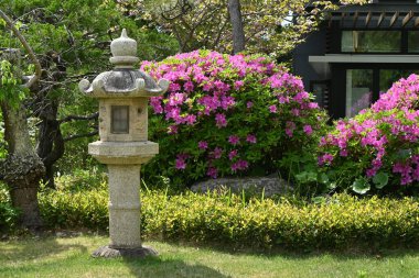 Azalea (Rhododendron) çiçekleri. Ericaceae yarı yapraklı bitkiler. Çiçek mevsimi Nisan 'dan Mayıs' a kadardır..