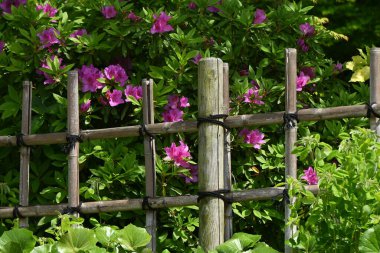 Azalea (Rhododendron) çiçekleri. Ericaceae yarı yapraklı bitkiler. Çiçek mevsimi Nisan 'dan Mayıs' a kadardır..