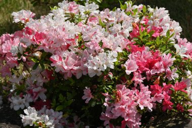 Azalea (Rhododendron) çiçekleri. Ericaceae yarı yapraklı bitkiler. Çiçek mevsimi Nisan 'dan Mayıs' a kadardır..