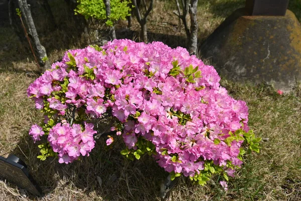 Azalea Rododendron Květiny Pololisté Rostliny Druhu Ericaceae Období Kvetení Dubna — Stock fotografie