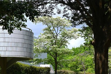  Çiçekli kızılcık (Cornus florida) beyaz çiçekler. Cornaceae yaprak döken ağacı. Büyük beyaz iplikçik, bahçe ağaçları, park ağaçları ve yol kenarındaki ağaçlar için çok güzel bir şekilde kullanılır..