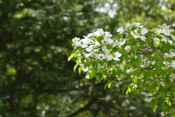 Ανθισμένα Ξύλα Για Σκύλους Cornus Florida Λευκά Άνθη Φυλλοβόλο Δέντρο — Φωτογραφία Αρχείου