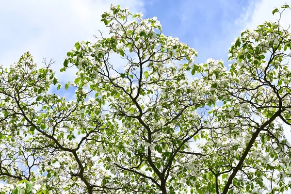 Flowering Dogwood Cornus Florida White Flowers Cornaceae Deciduous Tree Large — Stock Photo, Image