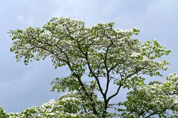 Florescimento Dogwood Cornus Florida Flores Brancas Cornaceae Árvore Caduca Bract — Fotografia de Stock