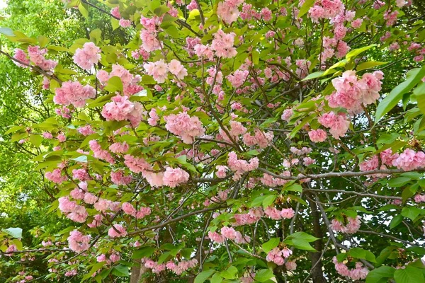 Двойной Цветущий Цветок Вишни Розовые Лиственные Деревья Цветет Конца Апреля — стоковое фото