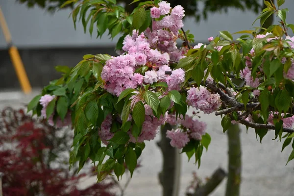 Dvojité Květy Třešní Rosaceae Listnatý Strom Kvete Konce Dubna Začátku — Stock fotografie