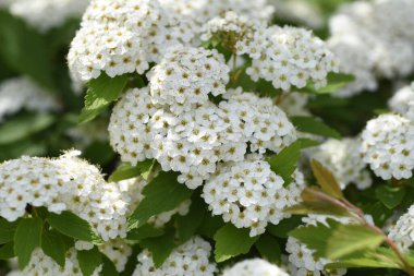 Reeves spirea (Spiraea contoniensis) çiçekleri. Rosaceae 'nin Çin' e özgü yaprak döken çalısı. Nisan 'dan Mayıs' a kadar açar.