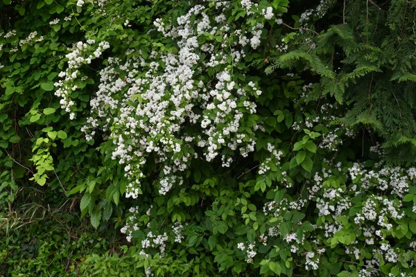 Fuzy Deutzia Deutzia Scabra 日本固有の落葉低木 5月6月に総状花序を伸ばし白い五弁花を咲かせます — ストック写真