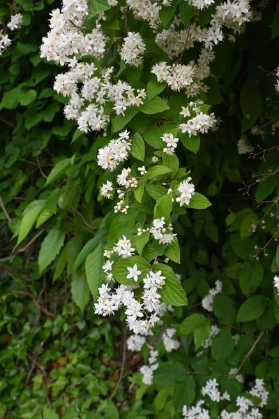 Fuzzy Deutzia Deutzia Scabra Blommor Hydrangeaceae Lövbuske Endemisk Till Japan — Stockfoto