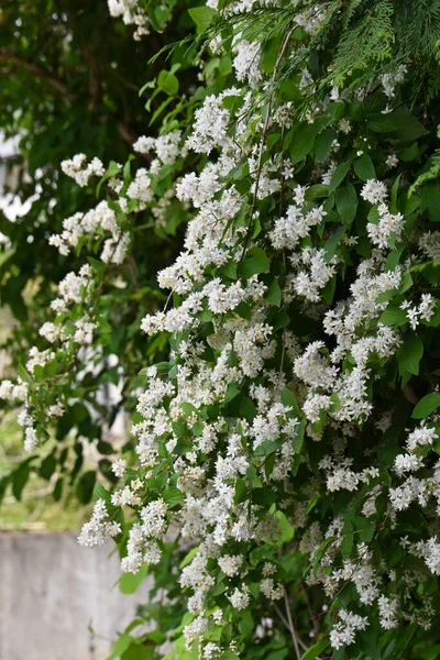 Fuzzy Deutzia Deutzia Scabra Flores Hydrangeaceae Arbusto Decíduo Endémico Japão — Fotografia de Stock