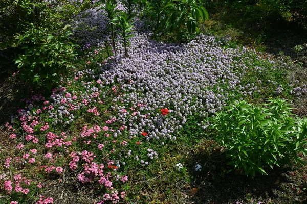 Timjan Blommar Lamiaceae Vintergrön Buske Det Ört Med Fräsch Doft — Stockfoto