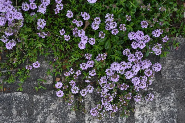 Fleurs Thym Lamiaceae Arbuste Feuilles Persistantes Est Une Herbe Avec — Photo