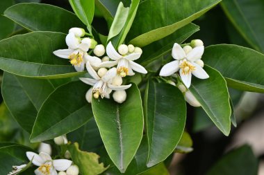 Mandarin portakal çiçekleri. Rutaceae her zaman yeşil meyve çalısı. Mayıs 'ta beyaz çiçekler açar..