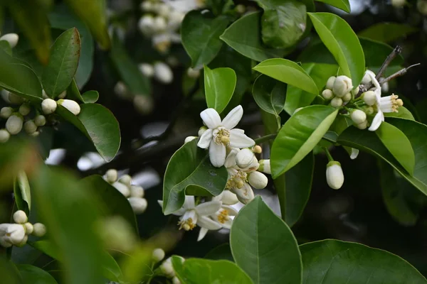 Mandarynkowe Pomarańczowe Kwiaty Rutaceae Wiecznie Zielony Krzew Owocowy Białe Kwiaty — Zdjęcie stockowe