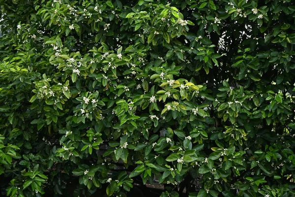 マンダリンオレンジの花 ルタナスの常緑果実低木 5月に白い花を咲かせます — ストック写真