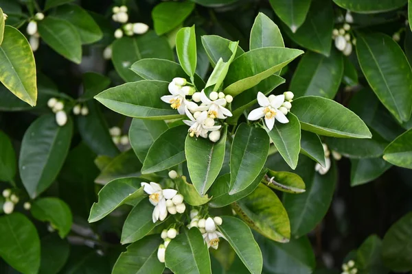 Mandarinapelsin Blommor Rutaceae Vintergrön Fruktbuske Vita Blommor Blommar Maj — Stockfoto