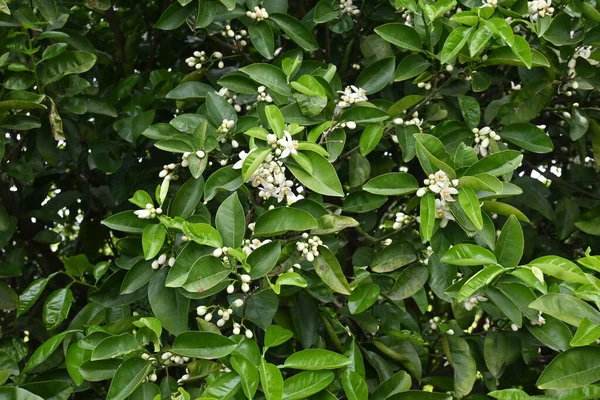 マンダリンオレンジの花 ルタナスの常緑果実低木 5月に白い花を咲かせます — ストック写真