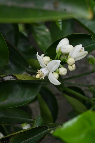 Mandarinově Oranžové Květiny Rutaceae Věčně Zelený Ovocný Keř Bílé Květy — Stock fotografie