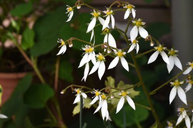 Çilekli saksafon çiçekleri. Bir Saxifragaceae türüdür ve yaz başında, alt ikisi büyük olmak üzere beş yapraklı beyaz çiçekler açar..