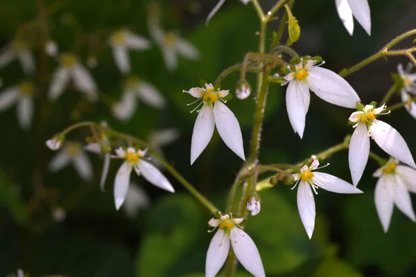 Strawberry Saxifrage Flowers Saxifragaceae Blooms White Flowers Five Petals Lower — Stock Photo, Image
