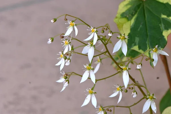 Jordgubbsaxifrage Blommor Det Saxifragaceae Och Blommar Vita Blommor Med Fem — Stockfoto