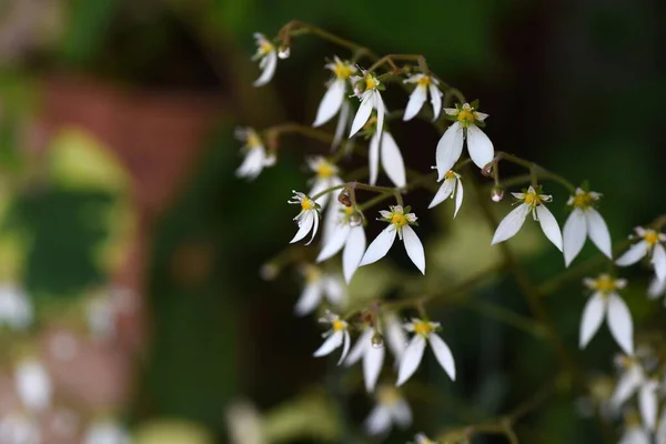 Strawberry Saxifrage Flowers Saxifragaceae Blooms White Flowers Five Petals Lower — Stock Photo, Image