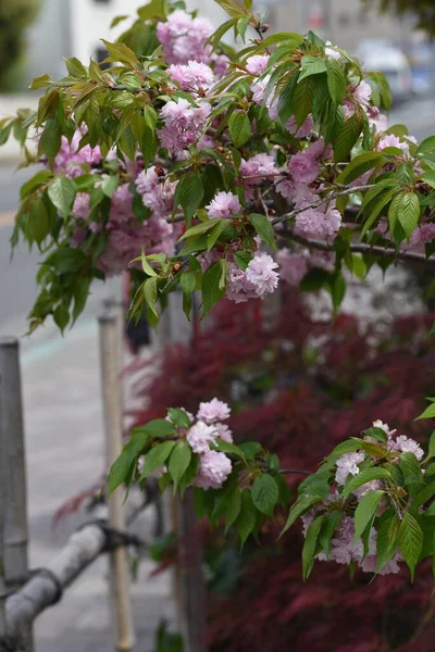 Dvojité Květy Třešní Rosaceae Listnatý Strom Kvete Konce Dubna Začátku — Stock fotografie