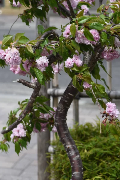 八重咲きの桜です 落葉樹 4月下旬5月上旬に咲きます — ストック写真