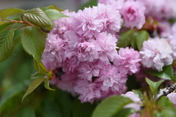 Podwójnie Kwitnące Kwiaty Wiśni Rosaceae Drzewo Liściaste Kwitnie Końca Kwietnia — Zdjęcie stockowe