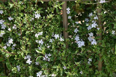 Serrissa japonica (binlerce yıldızın ağacı) çiçekleri. Rubiaceae her zaman yeşil çalı. Mayıs 'tan Temmuz' a kadar çiçek açar.