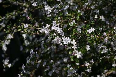 Serrissa japonica (binlerce yıldızın ağacı) çiçekleri. Rubiaceae her zaman yeşil çalı. Mayıs 'tan Temmuz' a kadar çiçek açar.