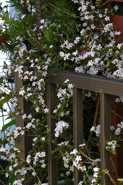 stock image Serrissa japonica ( Tree of a thousand stars ) flowers. Rubiaceae evergreen shrub. Blooms from May to July.