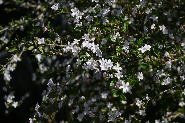 百花齐放 千星之树 杜鹃科常绿灌木 五月至七月的花朵 — 图库照片