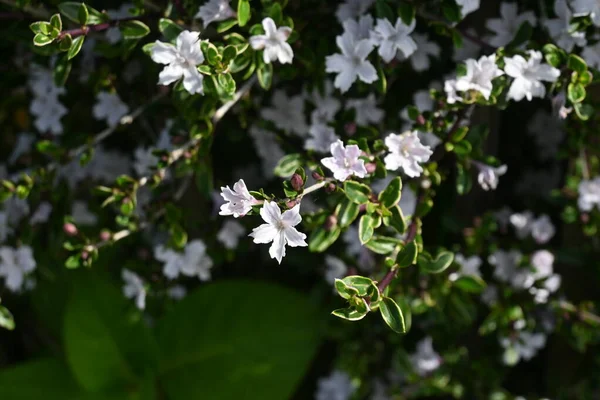 Serrissa Japonica Albero Mille Stelle Fiori Arbusto Sempreverde Delle Rubiaceae — Foto Stock