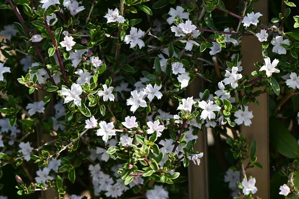Serrissa Japonica Tree Thousand Stars Flowers Rubiaceae Evergreen Shrub Blooms — Stock Photo, Image
