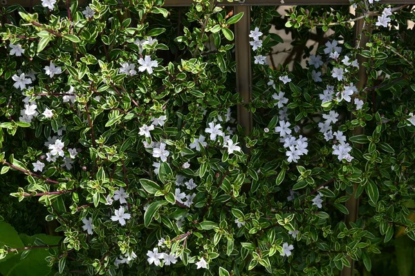 Serrissa Japonica Δέντρο Χιλίων Αστεριών Λουλούδια Rubiaceae Αειθαλής Θάμνος Ανθίζει — Φωτογραφία Αρχείου