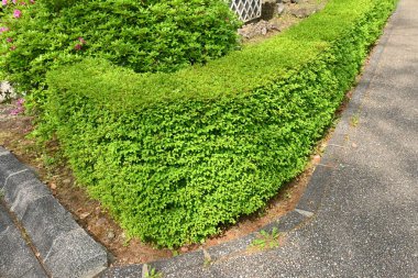 Enkianthus perulatus çiti. Tüm yıl boyunca hayran olunabilecek bir ağaç. İlkbaharda açan çiçekler, güzel taze yeşillikler ve sonbaharda açan parlak kırmızı yapraklar..
