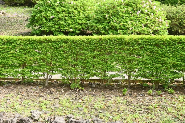 Seto Enkianthus Perulatus Árbol Que Puede Admirar Durante Todo Año —  Fotos de Stock